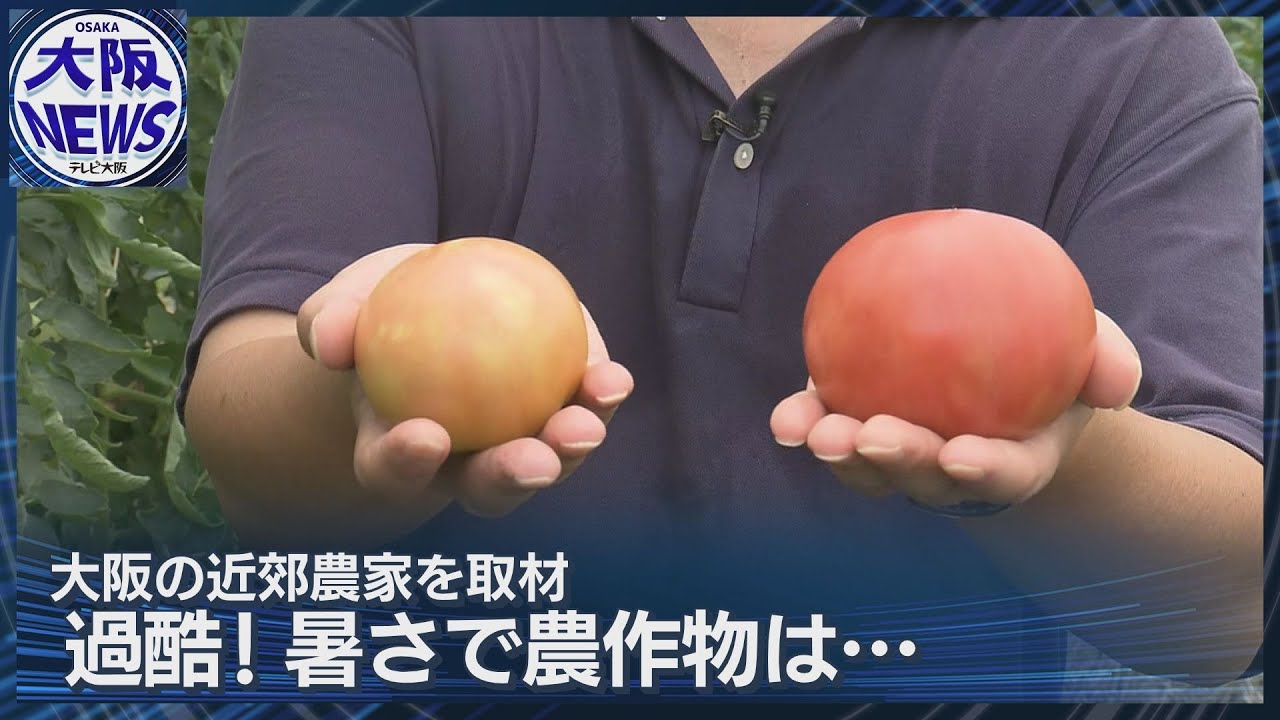 猛暑でトマトに黄色信号⁉】赤く熟さない…オオタバコガ・ジャンボタニシ