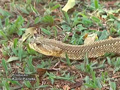 Saiba o que fazer e o que evitar se encontrar uma cobra em casa