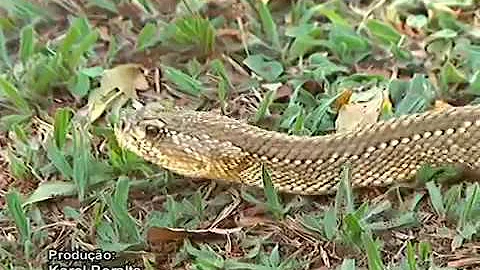 Como se chama um ninho de cobras?