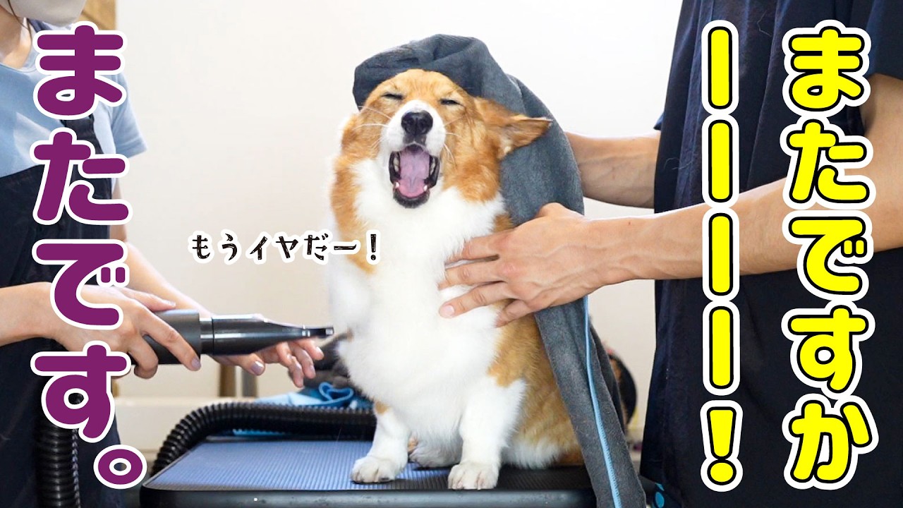 またまたお風呂です！最近よく洗われるコーギー