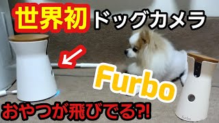 【ポメラニアン ライト】世界初★Furbo 今話題のドッグカメラ 動画【Pomeranian】world's first★Furbo  The dog camera of the topic now.