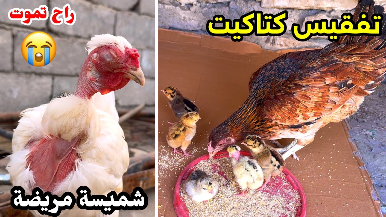 فقسو كتاكيت 🐣 استقبال الكتاكيت بعد التفقيس + افضل علاج للتنفسية