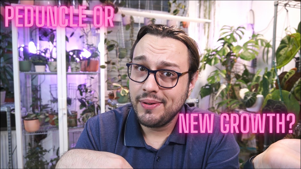 Как отличить цветонос хойи от нового прироста?