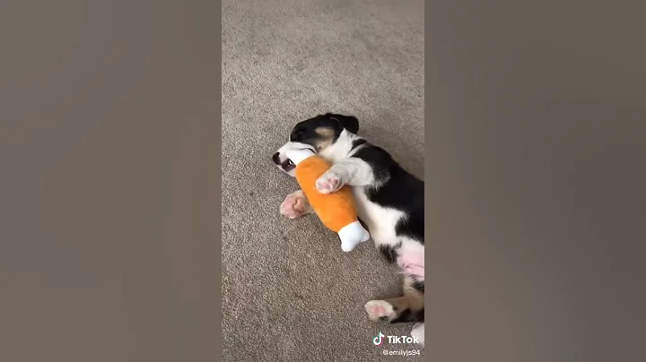 he is so cute credit to tik tok.  Emilyjs94