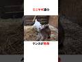 小さなヤギの闘い