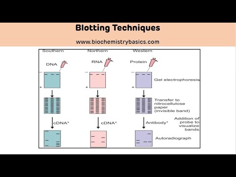 วีดีโอ: Eastern blotting ใช้ทำอะไร?