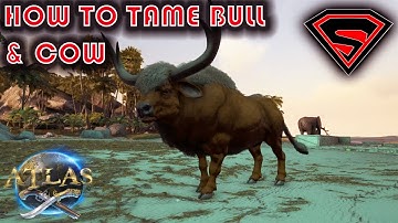 ATLAS HOW TO TAME A COW & BULL SOLO AND BULL TAMING TRAP