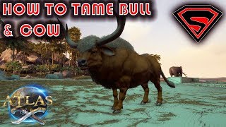 ATLAS HOW TO TAME A COW & BULL SOLO AND BULL TAMING TRAP screenshot 3