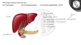 Pancreatic Inactive Enzymes Are- A Trypsinogen B Chymotrypsin...