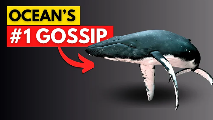 We Just Discovered Whales Speak Like Humans