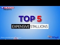 Top 5 Expensive Stallions in Horse Racing