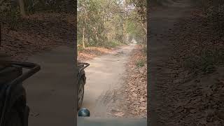 Pilibhit Tiger Reserve up26 🐅 ♥️ 🐉🐉🐉🐉🐉