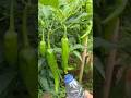 Protect from pests #farmingtips #gardeningtips