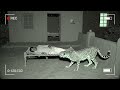 “CCTV Footage: Dog Saves Man From Wild Cheetah in Yard – Real Night Vision Alert!”