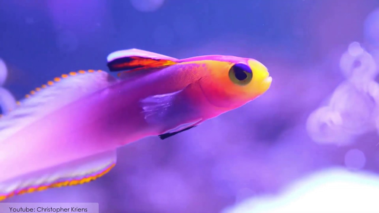 10 Unusual Fish With Beautiful Color Patterns - YouTube