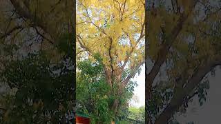 Tere Ishq ka mujhmein per hua yah asar Hai #song #love#viral #bollywood #shorts