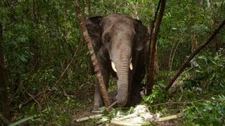 Dangerous Elephant Rescue