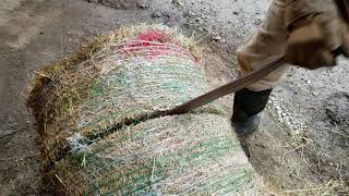 Hay knife Championship cutting
