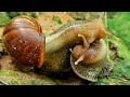 The Process Of Snail Mating ( Snails couple)