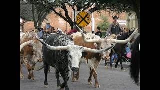 Milk Cow Blues