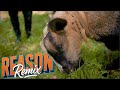 Reason Remix Makyou Feat Keyg Lemonde Josh Keeper Kemv Elckan Official Video Reason Remix Makyou Feat Keyg Lemonde Josh Keeper Kemv Elckan Official Video