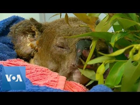 Burnt Koala Reunites with Rescuer in Hospital