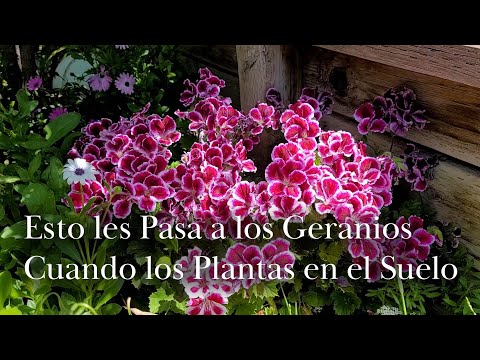 Video: ¿Los geranios calliope son perennes?