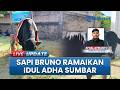 Bruno, Sapi Kurban Banpres Dibeli dari Madiun untuk Masjid Raya Sumbar, Dapat Porsi Makan Khusus