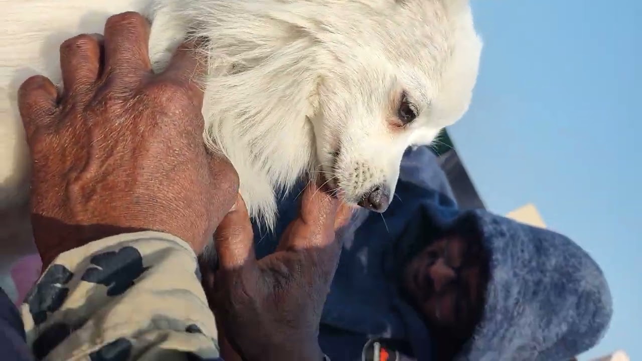 Follow goru 🐕 मामू के घर उदास हो गया #youtubegood #youtubeshorts #ytshorts #kathrinsotra 