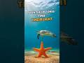 The Lonely Starfish | Finding Light in the Deep