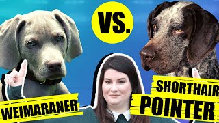 WEIMARANER VS GERMAN SHORTHAIRED POINTER by Fenrir Weimaraner Show 1,187 views 2 years ago 10 minutes, 11 seconds