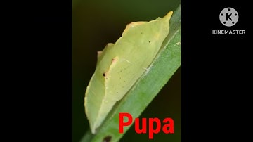 Life cycle of cabbage white butterfly🐛🦋#insects #butterfly #lifecycles