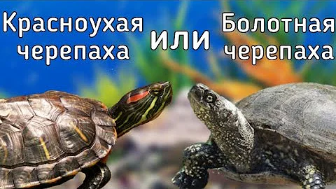 Красноухая или Болотная черепаха! Кого выбрать? Кто лучше? Сравнение! / ЧЕРИ TV