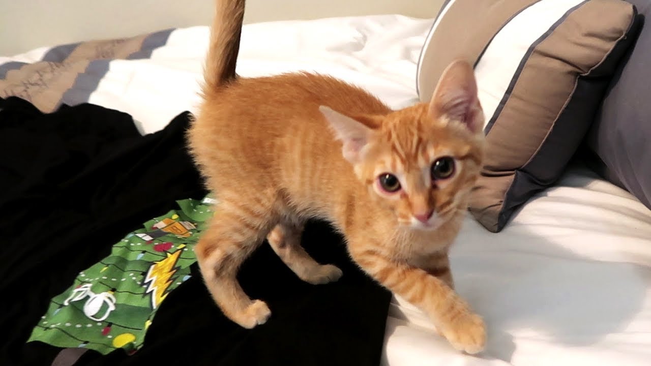 MEET MY NEW PET CAT!! (Dudette the Cat)