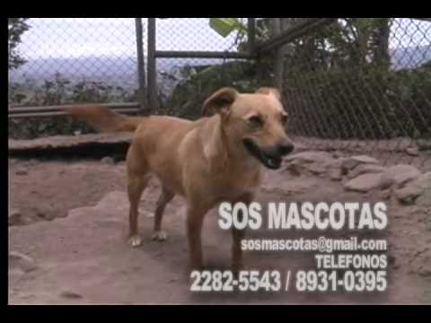 Rescate Animal SOS Mascotas