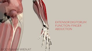Extensor Digitorum Function Finger Abduction (3D Animation)
