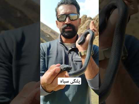 مار پلنگی سیاه یکی از مارهای پر پراکنش در ایران   