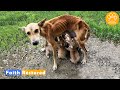 Rescue of starving mother dog and her poor puppies  paws in need
