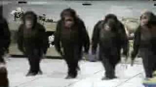 Taniec irlandzki małp   Irish dancing monkeys