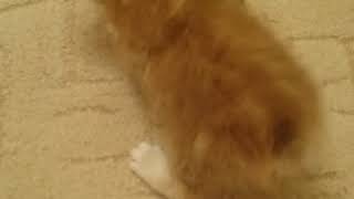 Курильские бобтейлы. Котята. Курильские бобтейлы. Котята.