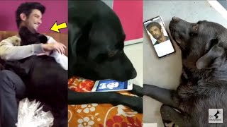 Sushant Singh Rajput Dog Fudge Missing Him &Waiting For Him To Come Back Is Heart Breaking To See!..