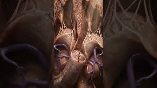 Anatomy of internal heart #Shorts #MedicalAnimation #HumanHeart #Anatomy #ScienceFacts