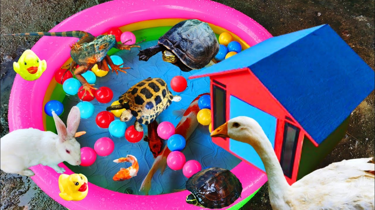 Fishing for Ornamental Fish in Ponds, Colorful Fish, Betta Fish ...