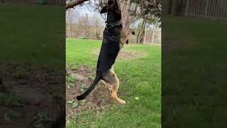 Derpy Dog at the Park || ViralHog