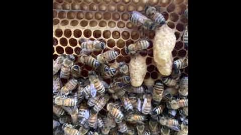 Queen cells is Split A.