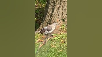 💛Bird watching in my backyard 💛💛Northern Mockingbird💛💛💛 #nature #birds #outdoors 💛