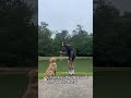 Golden Retriever Pushes Owner Into Pond - 1499133