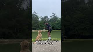 Golden Retriever Pushes Owner Into Pond - 1499133