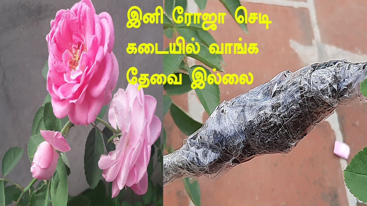 How to Grow Rose From Air Layering in TamilTamilரோஜா செடி பதியம்How