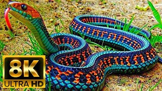 Most Dangerous Snakes Meditation Music - Relaxing - Stress Relief -8K Nature Pulse.